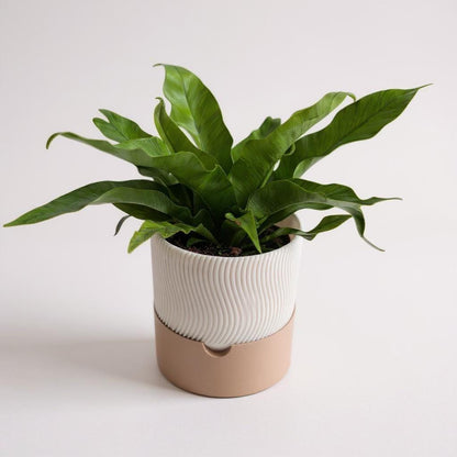 3D Printed Ribbed Planter Set – 2-Piece Self-Watering Plant Pots