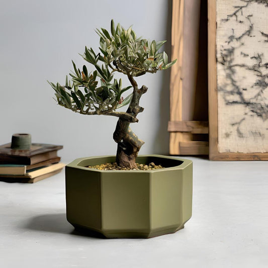 Octagonal Bonsai Pot