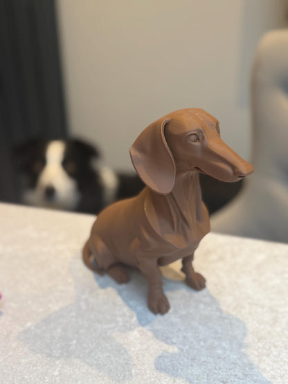 Dapper Dachshund - Sausage dog